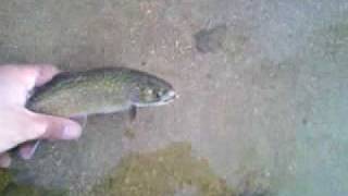 preview picture of video 'Jindabyne Brook trout part 2'
