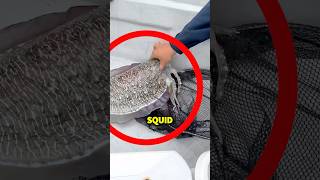 Why Is Squid Ink Is Actually Dangerous!😳😱 (@YouFishTV)