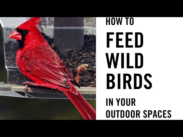 feeding backyard birds is easy