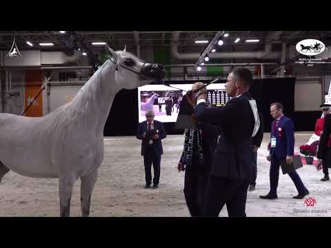 N 49 EL ESMERA   World Arabian Horse Championship 2022   PARIS   Senior Mares Section A Class 3A