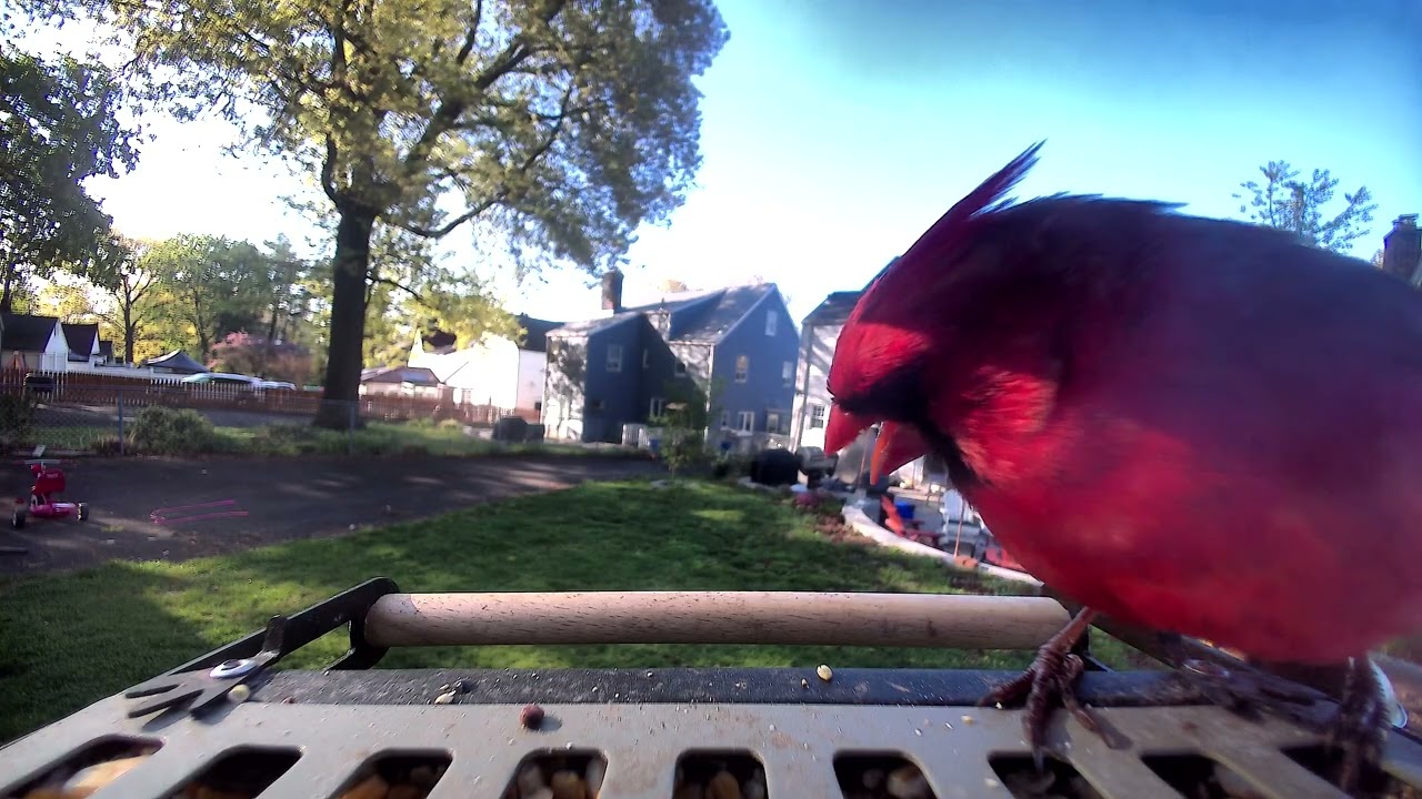 BirdFy Metal 2 4K smart bird feeder: Male Cardinal pt. 2 - YouTube