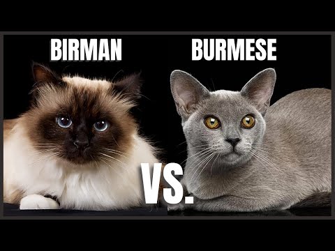 Birman Cat VS. Burmese Cat