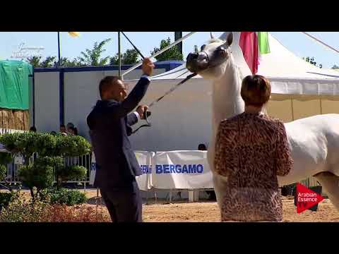 N.115 FARHOUD AL SHAQAB - Bergamo 2017 - Egyptian Event Stallions (Class D)