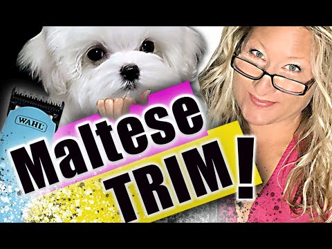 HOW to TRIM a MALTESE at HOME! (Trimming your DOG at home) BASIC DOG GROOMING Tutorial