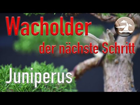 Wacholder weiterentwickeln! Wie ein falscher Ehrgeiz, einem einen Strich durch die Rechnung macht!