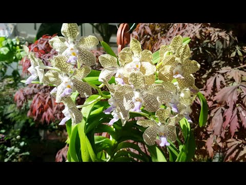 Vanda denisoniana x Johanna Ljunggren-Ανθοφορία και Καλλιέργεια 😍