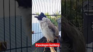 Download lagu pancingan kutilang biar gacor mp3