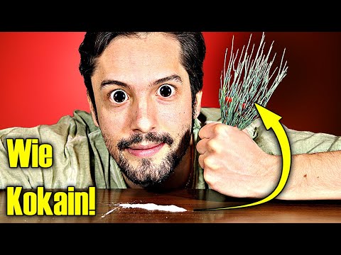 This medicinal plant of Europe acts almost like cocaine!