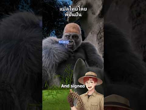 กอริลล่าเลี้ยงดูแมว ❤️