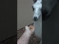 Larry the Llama has finally been tamed.