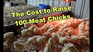 100 meat chickens: How much will it cost?