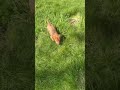 Miniature Dachshund dogs for sale: Avery - Video 1