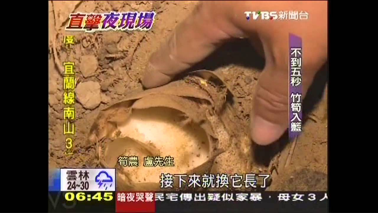 筍農半夜摸黑工作 採、分、賣天亮才收工
