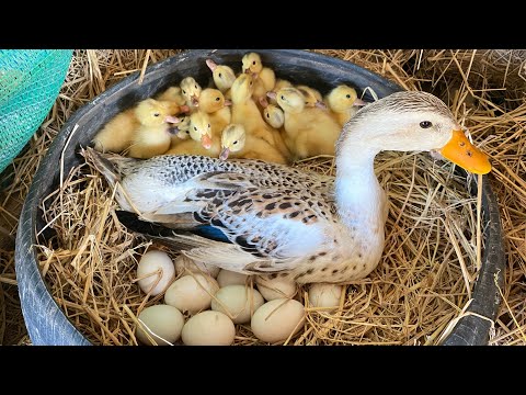 Amazing Pekin Duckling Hatching From Eggs - Nee Baby Duck Born