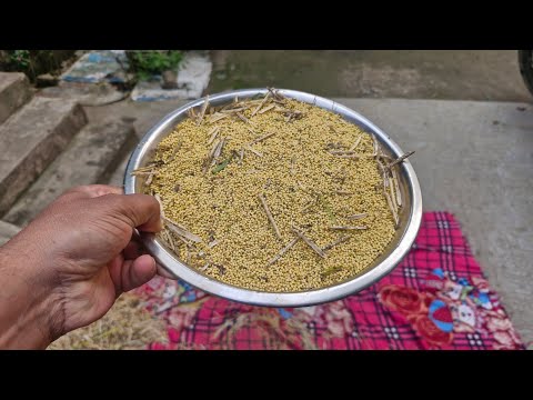 How to Harvest Mustard Seeds Like a Pro: Full Guide