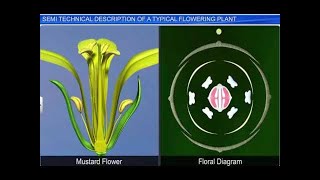 CBSE Class 11 Biology || Technical Description of Flowering Plant || By Shiksha House