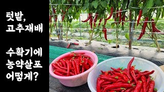 텃밭, 고추재배 / 수확기에 농약(작물보호제)살포 어떻게?