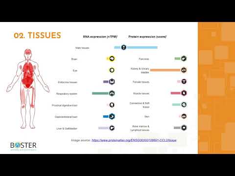 Learn MCP-1/CCL2 in 3 minutes | Chemokine (C-C motif) ligand 2