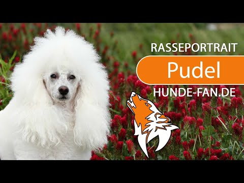 ► Pudel [2019] Rasse, Aussehen & Charakter