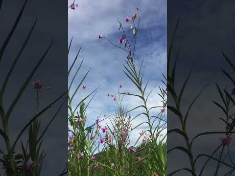 #shorts #asmr #flowers #garden