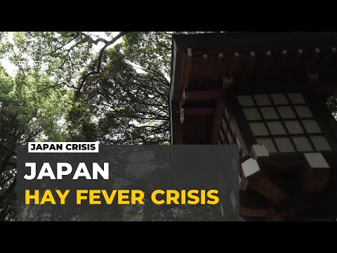 Japan tackles hay fever crisis: Allergy-causing cedar trees get the axe