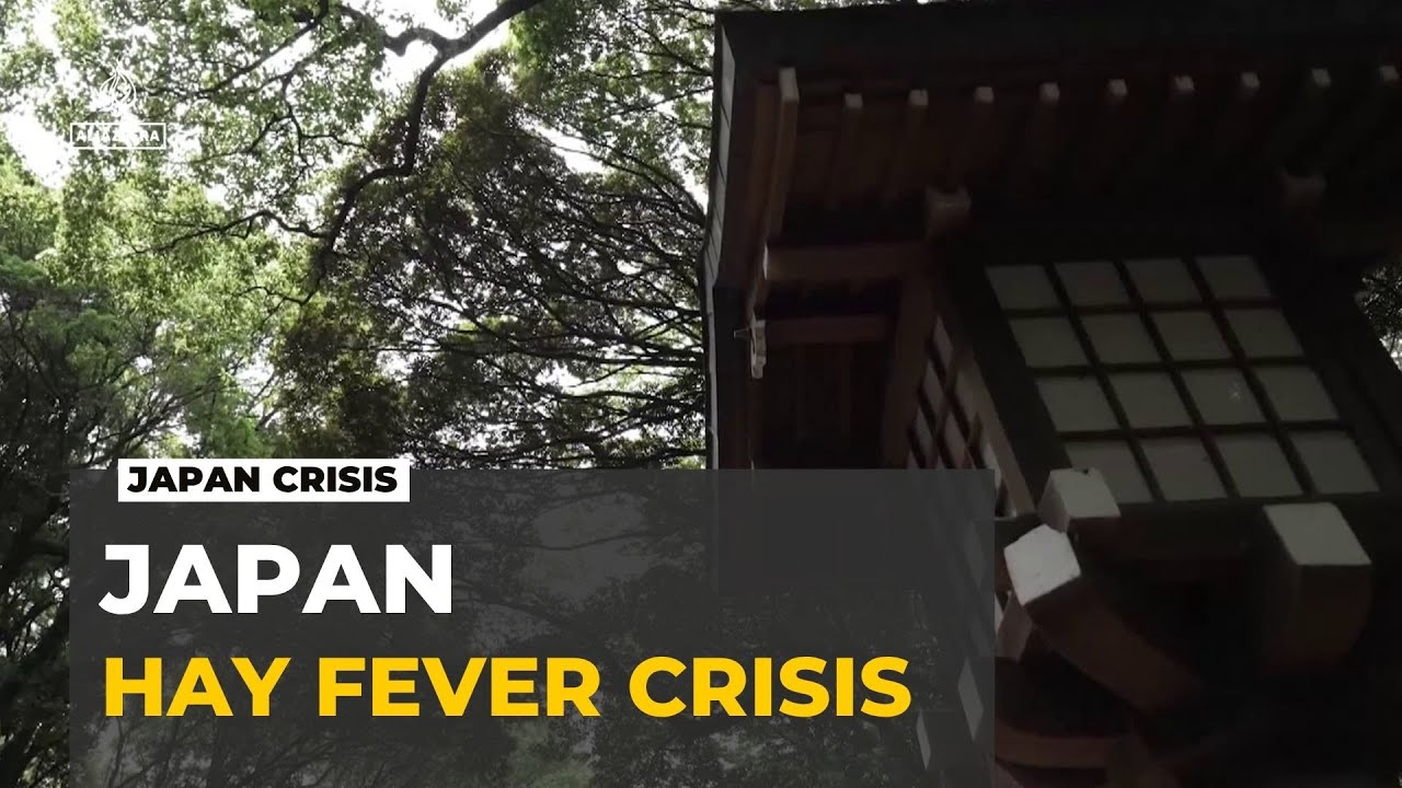 Japan tackles hay fever crisis: Allergy-causing cedar trees get the axe