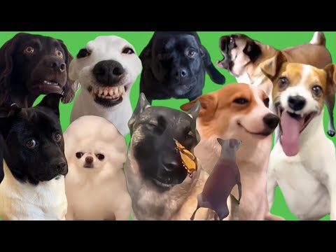 Best Dog Memes