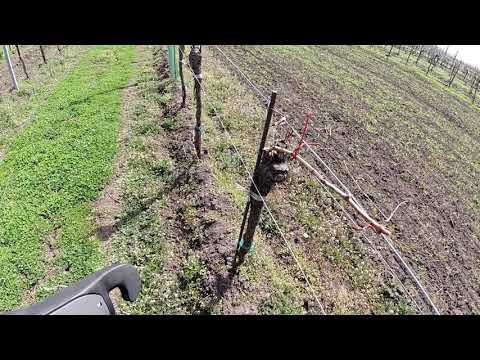 Weingarten Strecker anbinden