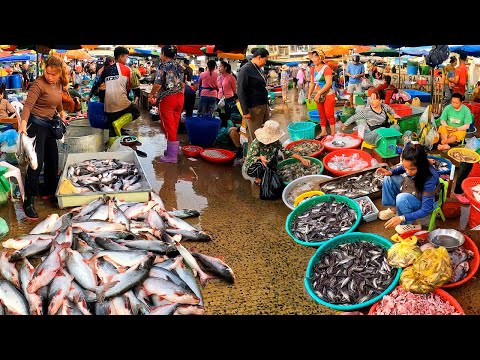 Cambodia Freshwater Fish Market.  Wet Market, Rich in Small and large Freshwater Fish and more.