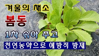 [텃밭농부 1,704]  겨울철의 맛있는 채소 봄동. 1차로 솎아 주고 방제하는 방법. #봄동재배