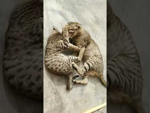 cat fighting in slow motion#short