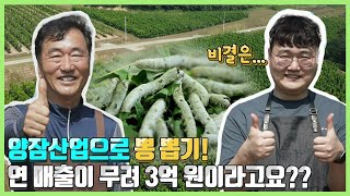누에로 연 매출이 무려 3억? 양잠산업으로 뽕 뽑는 비결은요~ | 양잠농가 인터뷰  | 곤충·양잠산업