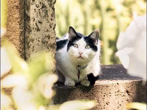 Tessitura Network video/presentation/materials