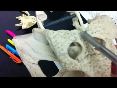 Alligator Skull - comparative vertebrate anatomy