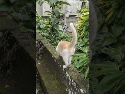 my cute heart ❤️ is my Pajju 😺🐈#cat #love