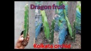 Unboxing Kolkata Orchid Dragon Fruit Plant order from Amazon.in