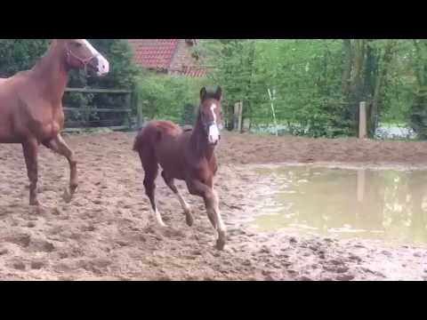 V. Casallco- Balou du Rouet