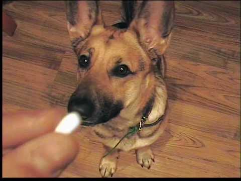 Mój pies +Komenda Daj głos :D