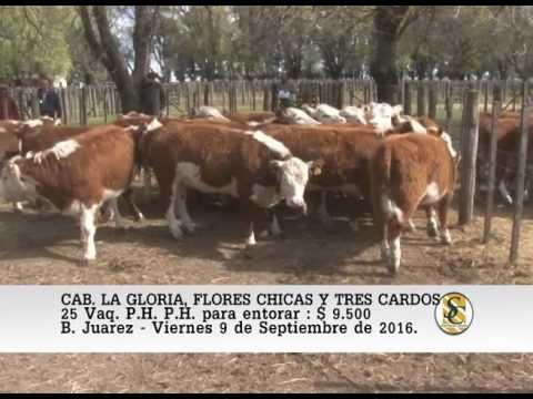 09-09-16 Venta de Vaq P.H. y A.A.para entorar - Cabaña La Gloria e Invitadas - B. Juarez.
