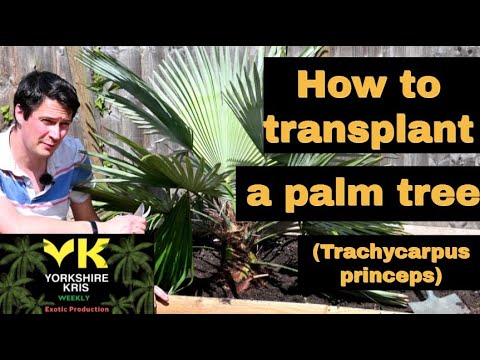 , title : 'How to transplant a palm tree.  (Trachycarpus princeps)'