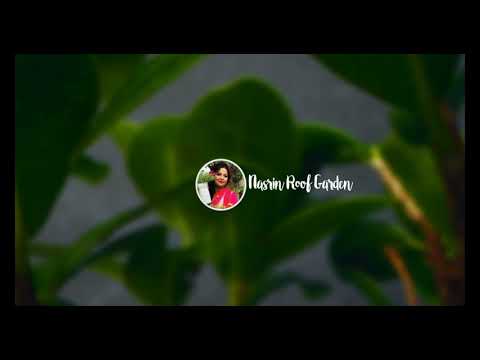 Nasrin roof garden New Intro