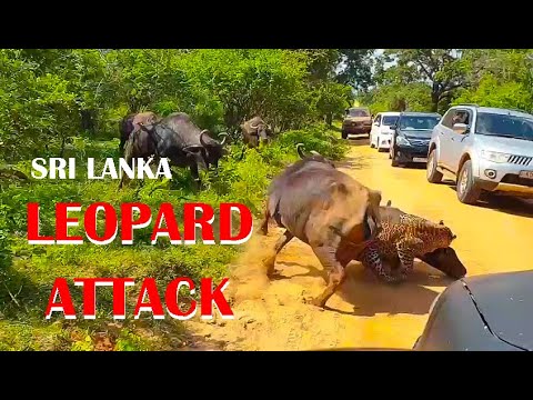 The Attacked Leopard Sri Lanka/දිවියා/Yala and Wilpattu National Parks(leopard & tiger attack)