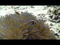 Troppos Great Barrier Reef HD