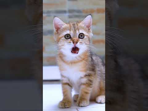 Cat Baby say Aisha #like #cute #cutebabies #funny #animals