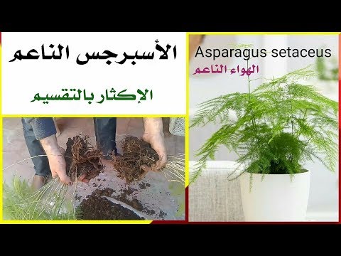 , title : 'نبات زينة للمبتدئين، الاسبرجس الناعم Asparagus setaceus (العناية و الإكثار بالتقسيم)   سهل جدا'