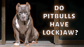 Pitbull Dog Lock Jaw? Is it Real?