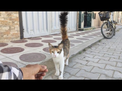 A Cat With A Fluffy Tail Wants To Hunt Birds Because It Is Hungry.