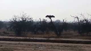 preview picture of video 'Saw a California Condor on my way home'