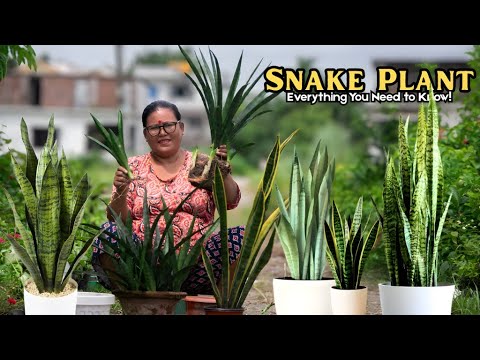 Snake Plant Secrets Only Experts Know | Snake Plant Types, Care and Everything You Should Know