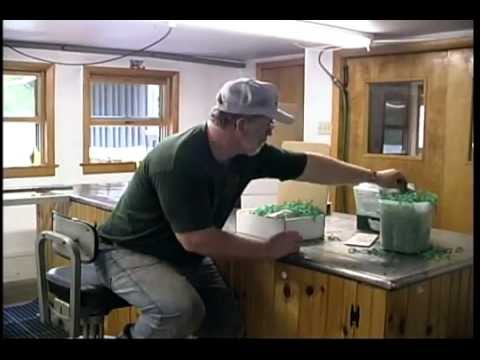 download lagu mp3 mp4 Vermont Maple Syrup Gifts, download lagu Vermont Maple Syrup Gifts gratis, unduh video klip Vermont Maple Syrup Gifts